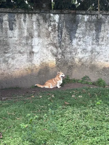 Matriz corgi a venda