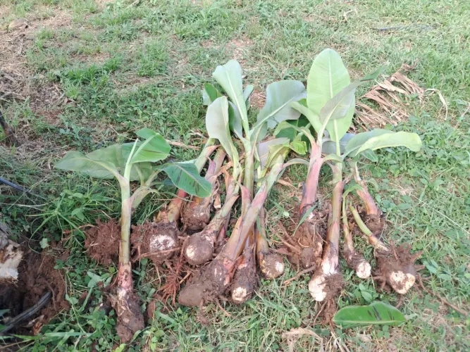 Muda de banana da terra anã