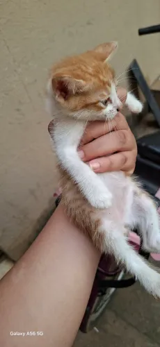 GATINHOS PRA ADOÇÃO 