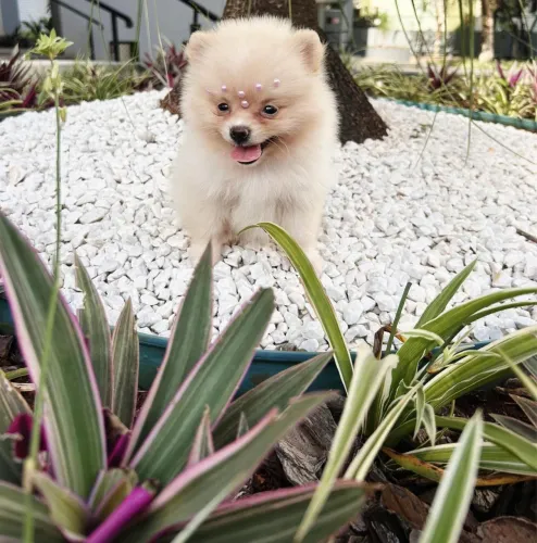 =] Spitz Alemão com vacina importada