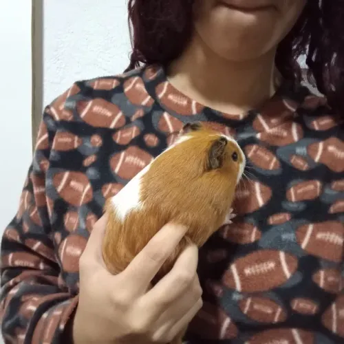 Porquinho da índia