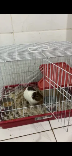 Porco da índia 