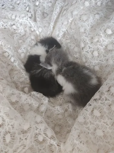 Gatinhos para doação