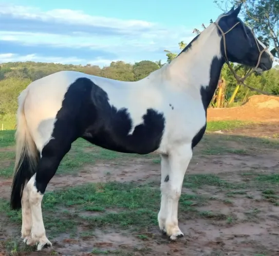 Tobiana muito bonita