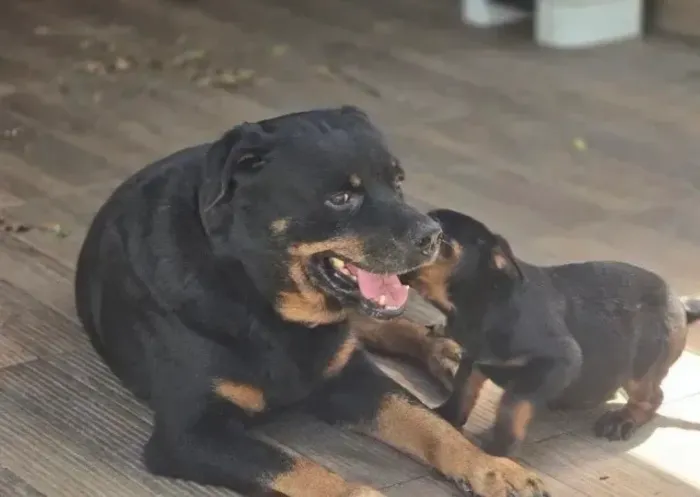 Rottweiler 