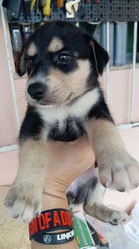 Doando filhote de cachorro fêmea 