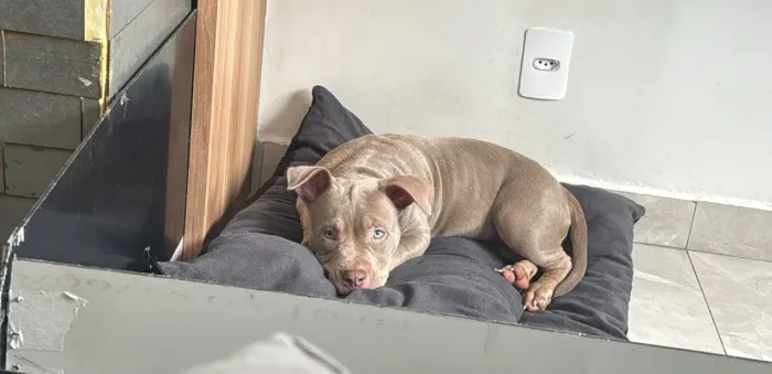 American Bully Micro
