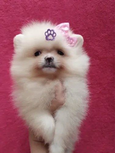 Lulu da pomerania