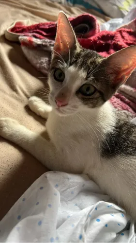 Gatinho para doação