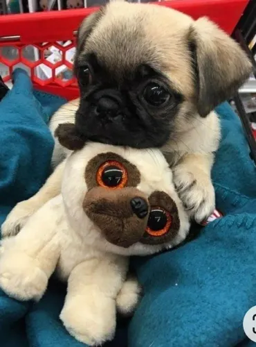 Pug - O Filhotinho Mais Lindo Da Festa Está Aqui