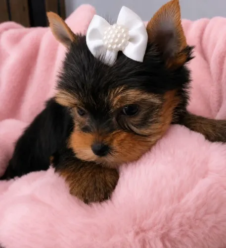 Yorkshire Terrier micro lindíssima disponível! Pedigree CBKC 