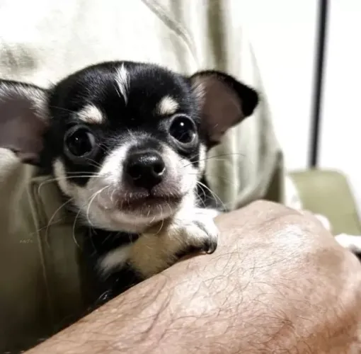 Bebezinho Chihuahua com ótima estrutura e porte micro