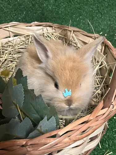 Promoção mini coelhos