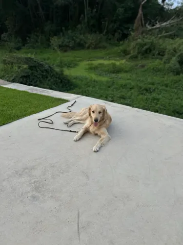 Adestramento de cães