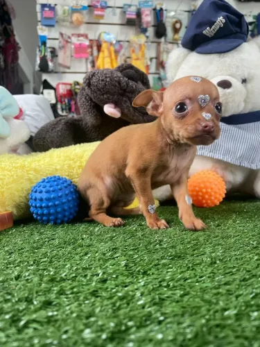 Filhote de pinscher miniatura fucinho chocolate
