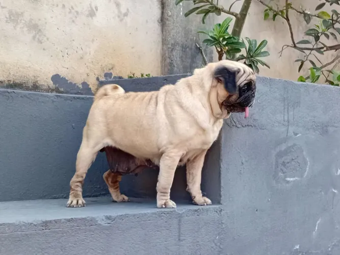 Pug fêmea adulta e saudável 