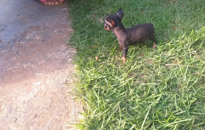 Miudinhos zerinho cabe na palma da mão