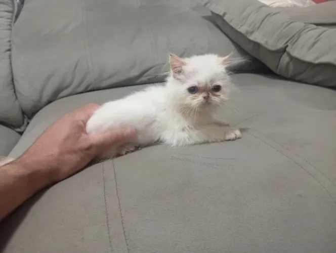 Gatinha persa pura