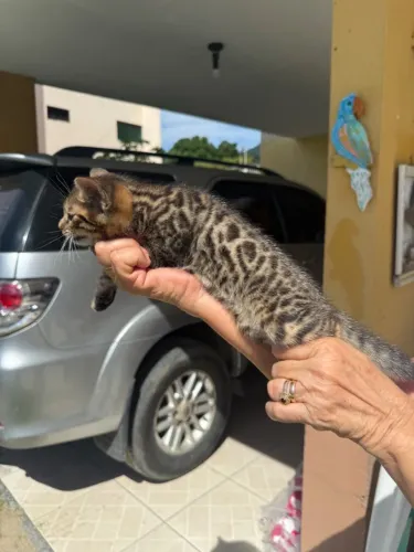 Gato Bengala Promoção 