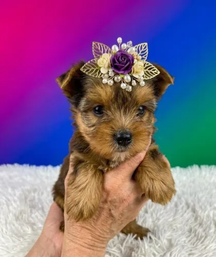 Pequena Princesa Yorkshire