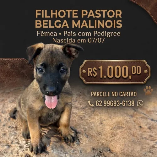 Vendo filhote de Malinois  uma fêmea e um macho