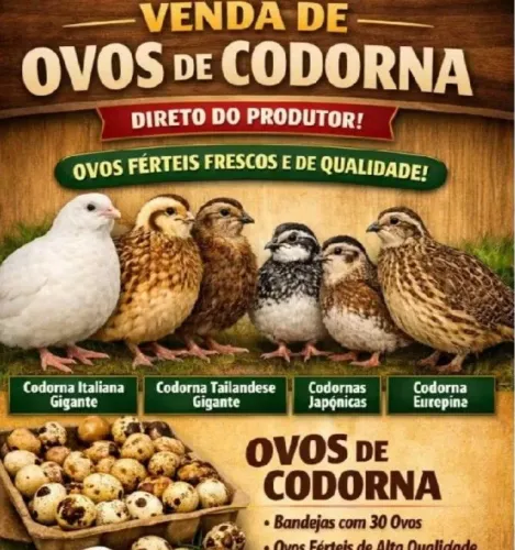 Codorna ovos férteis