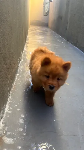 Filhote de Chowchow Puro 