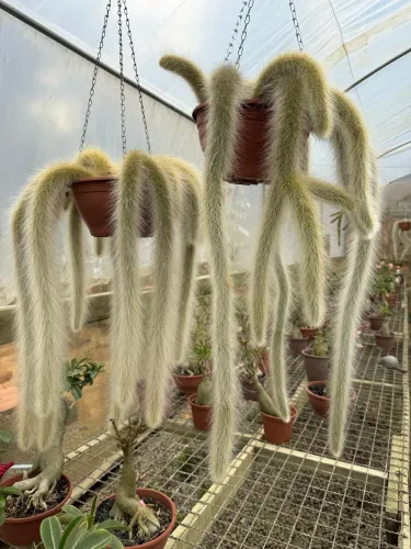 Cacto Rabo de macaco