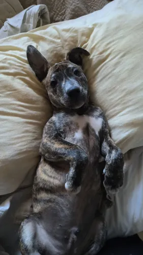Doação de Cachorro