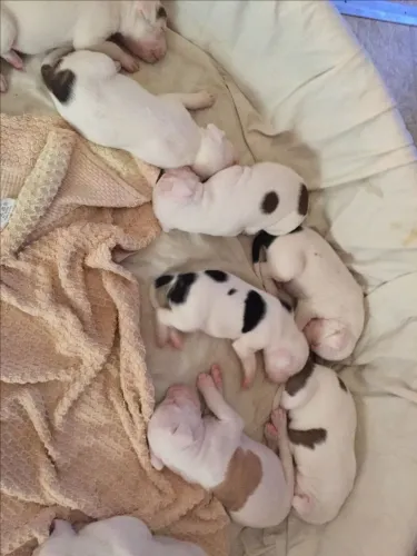 Bulldog frances lindos