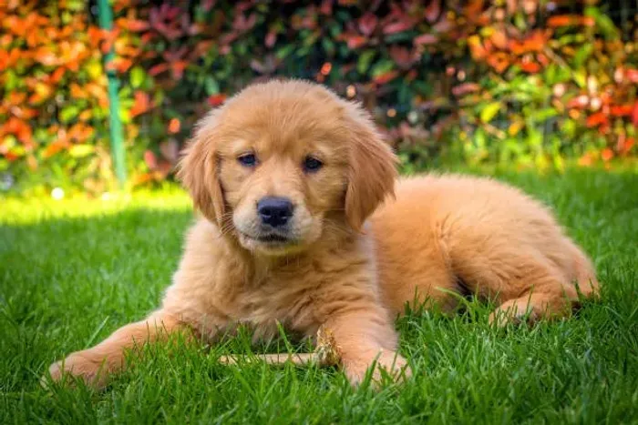 ? Golden Retriever | Filhotes Dóceis, Inteligentes e Muito Carinhosos