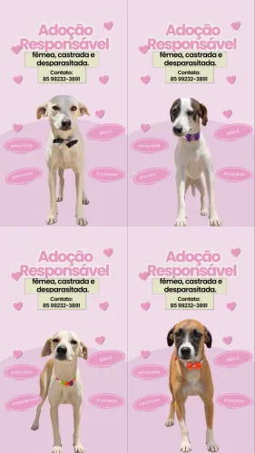 ADOÇÃO RESPONSÁVEL 