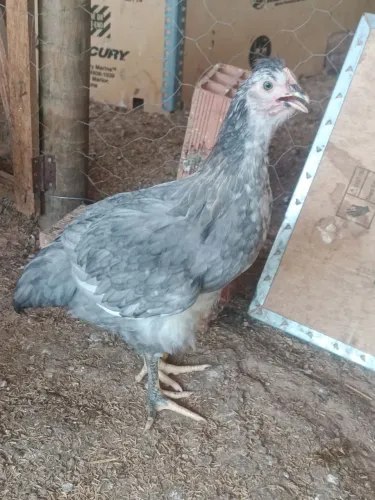 Frangos GSB Galinha balão sertaneja