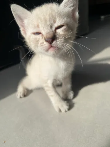 Adoção de gatinhos