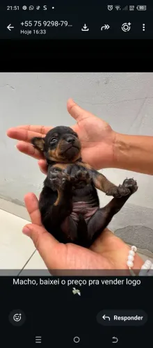Pinscher