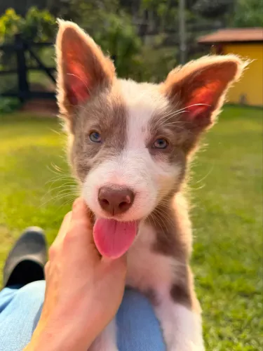 Filhotes de Border Collie