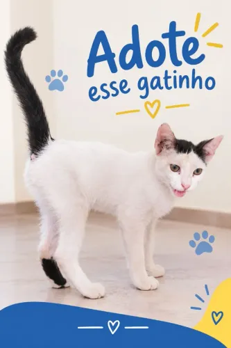 Doação gatinho - Castração garantida