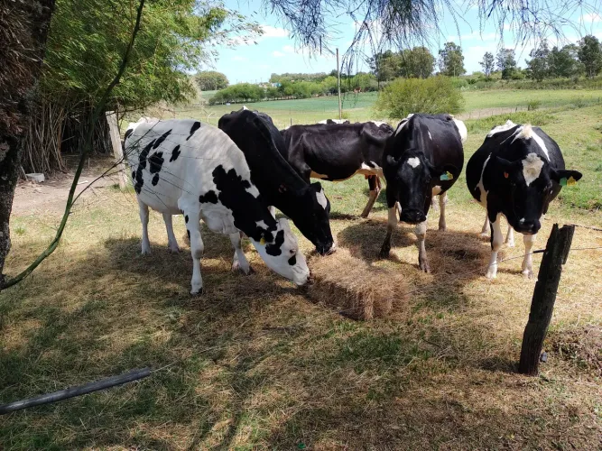 Vacas Holandêsas