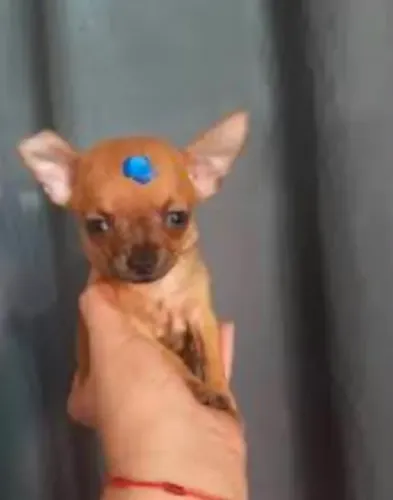 Pinscher fêmea 00