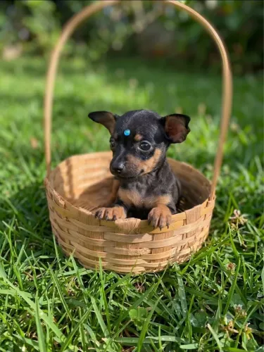 Filhotes de Pinscher mini