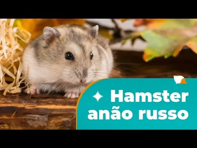 Hamster Anão russo