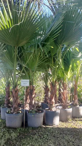 Mudas de palmeira washingtonia 