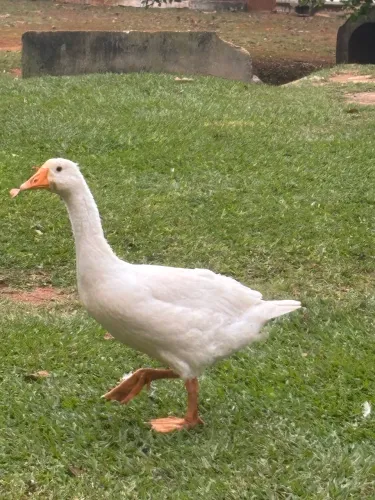 Ganso