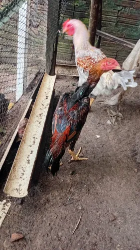 Frango shamo