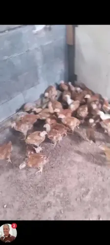 Franguinho GSB e lamburger e pesadão