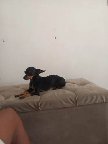 Pincher número 1
