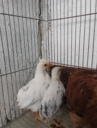 Casal de Garnisé Suri