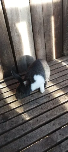 Coelhos