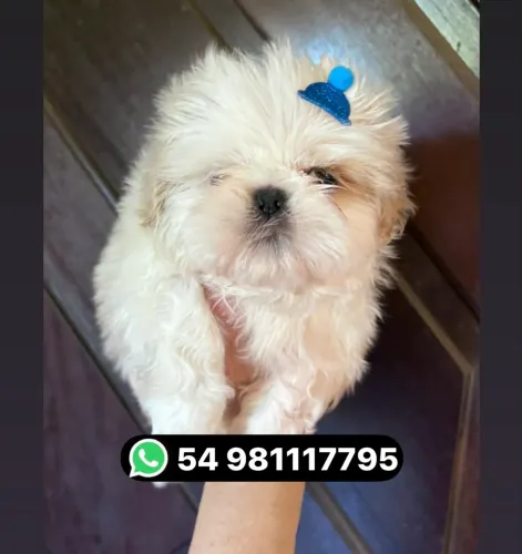 Lindo machinho de shih tzu 