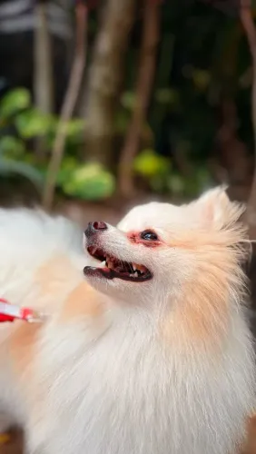 Spitz a procura de um namorado!